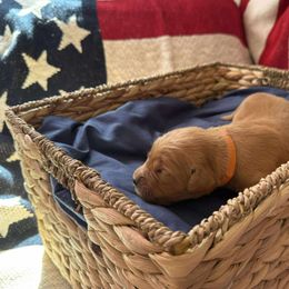 Eleanor (Orange) - Golden female Golden Retriever puppy in Sandy, Oregon from Treasured K-9s