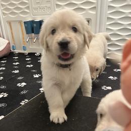 Grey Collar - Light golden female Golden Retriever puppy in Ingleside, Texas from Sweetbay Goldens