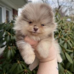 Lyra - Chocolate merle female Pomeranian puppy in Pittsburgh, Pennsylvania from Peachy Pomeranians