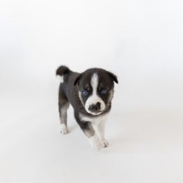 Siberian Husky Puppies from Hargaden Huskies