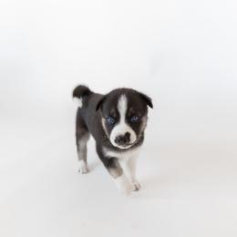 Siberian Husky Puppies from Hargaden Huskies