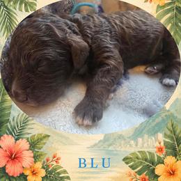 Boy 3 - male Lagotto Romagnolo puppy in Salida, California from Harper's Lagotti