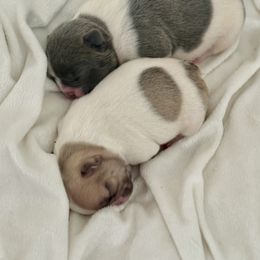 French Bulldog Puppies from Pardon My French Exquisite French Bulldogs
