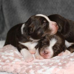Miniature American Shepherd and Miniature Australian Shepherd Puppies from Integrity Aussies Tx