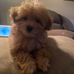 Poodle Puppies from Singing Sands Poodles