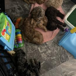 Golden Aussiedoodle and Goldendoodle Puppies from Law Doodles of SC
