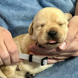 Grey Collar - Yellow male Labrador Retriever puppy in Ocala, Florida from SoFlo Labradors