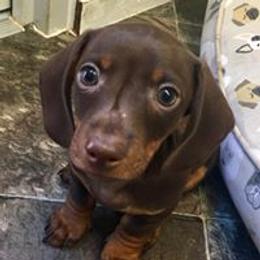 Dachshund All Grown Up from Mini Me Miniatures