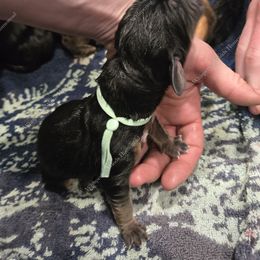 Bloodhound Puppies from Diamond Bloodhound Kennels