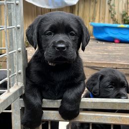 Labrador Retriever Puppies from Edgewood Farm Kennel