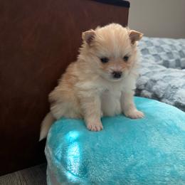 Melody - Orange parti female Pomeranian puppy in Yukon, Oklahoma from Rae of Sunshine Poms