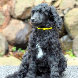 Poodle Puppies from Furball Forest Poodles