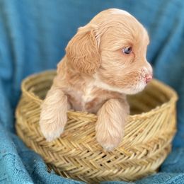 Australian Labradoodle Puppies from Salona- Australian Labradoodles of North America