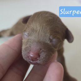 Slurpee - Red male Cavapoo puppy in Whitehouse, Texas from Cavapoochon Central