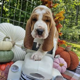 Skiff - Red and white female Basset Hound puppy in Big Rapids, Michigan from Basket Hound Bassets