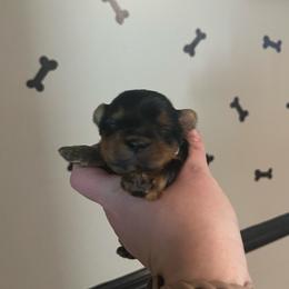 Slim - Black and tan male Yorkshire Terrier puppy in Beavercreek, Ohio from The Yorkie Den, LLC