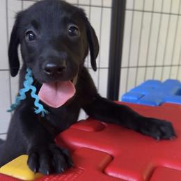 Aqua Collar Black Female - Black male Labrador Retriever puppy in Gainesville, Georgia from Rucker Retrievers