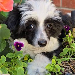 Indigo Long Star Angel - Black and white male Chinese Crested puppy in Amarillo, Texas from Victoria's Chinese Cresteds Long Star Angels