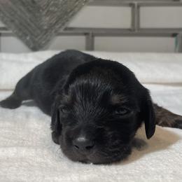 Orzo - Black and tan male Dachshund puppy in Venice, Florida from JD’s Weiner-Wonderland