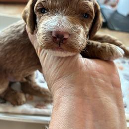 Owl - Buff and white male Cockapoo puppy in Adrian, Oregon from ApplebyFarm