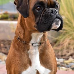 Boxers from Bastion Boxers