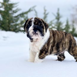 Bulldog Puppies from Fields’ Folly