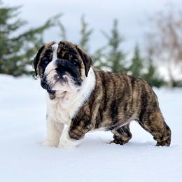 Bulldog Puppies from Fields’ Folly