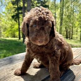 Goldendoodle Puppies from Winchester Doodles