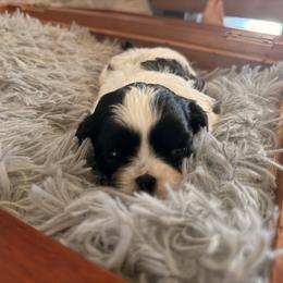 Girl 1 - Black and white female Shih Tzu puppy in Peoria, Arizona from Jodi’s Shihtzus