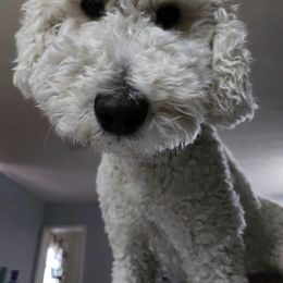 Athena - Poodle