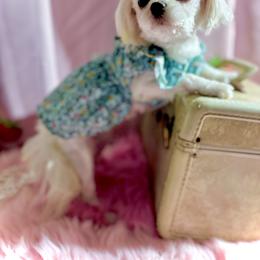 Maltese puppies from Prime Paradise Kennel