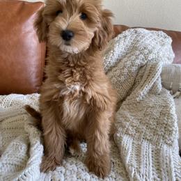 Black - Red  female Goldendoodle puppy in Platteville, Wisconsin from Beck Kennel