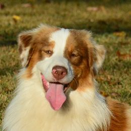 Hawkins - Miniature American Shepherd