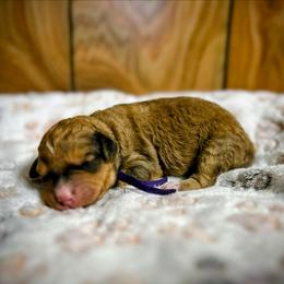 Rose - Chocolate female Goldendoodle puppy in Pittsburg, Texas from Grace Springs Goldendoodles