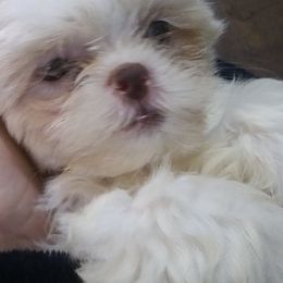 Shih Tzus from One of A Kind Shih-Tzu's