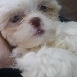 Shih Tzus from One of A Kind Shih-Tzu's