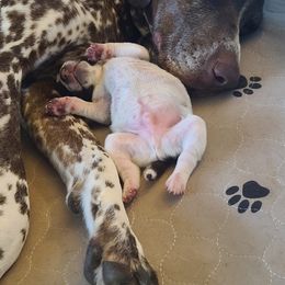 German Shorthaired Pointer Puppies from Legends German Shorthaired Pointers