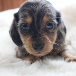 Ron - Dapple male Dachshund puppy in Morrow, Ohio from Courtney’s Colorful Doxies