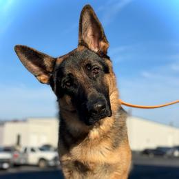 Jay - Black and red male German Shepherd puppy in Warwick, Rhode Island from Karma Kennels