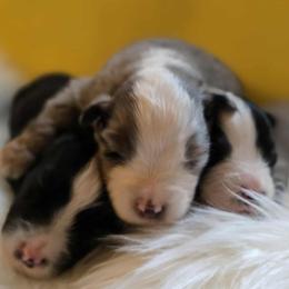 Miniature American Shepherd puppies from Come By MAS