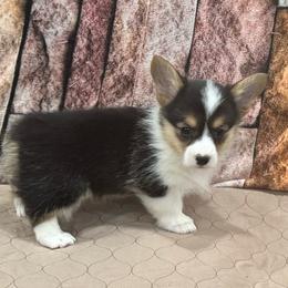 Girl 3 - Black and tan female Pembroke Welsh Corgi puppy in Visalia, California from VIP Stables