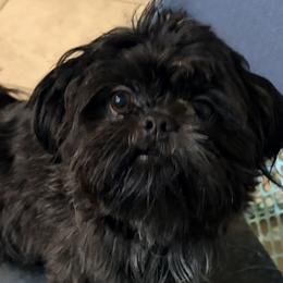 Sam - Shih Tzu