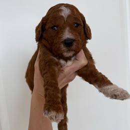 PLUM - Red  male Goldendoodle puppy in Independence, Oregon from Ankeny Doodles