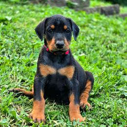 Ira - Black and rust female Doberman Pinscher puppy in Lebanon, Ohio from Lady Mae Bassets & Doberman