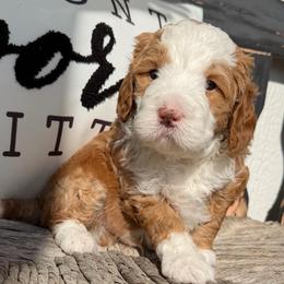 Brown Boy - Brown and white male Bernedoodle puppy in Fort Gibson, Oklahoma from Waggle Doodles