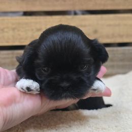 Bailey - Black and white female Shih Tzu puppy in Mountain Grove, Missouri from Precious Puppies