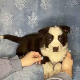 Brown color - Panda male German Shepherd puppy in Marion, Ohio from Legacy K9’s