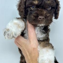 Pink collar girl - Brown and tan female Cockapoo puppy in Oologah, Oklahoma from Timber Hills Poodles and Doodles