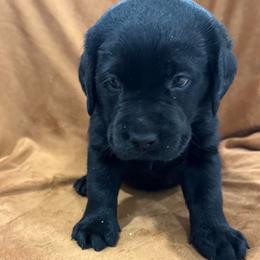 Boy 3 teal collar - Black male Labrador Retriever puppy in Ledyard, Connecticut from Outback Stables