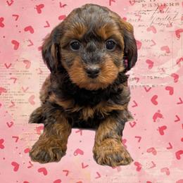 Confetti - Black and tan female Yorkipoo puppy in Coshocton, Ohio from Forever Family Puppies